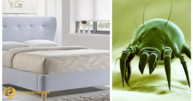 Couch Mites: The Hidden Invaders in Your Sofa and How to Get Rid of Them