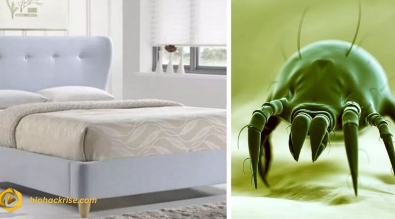 Couch Mites: The Hidden Invaders in Your Sofa and How to Get Rid of Them