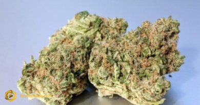 Kept Secret Strain: The Hidden Gem of the Cannabis World