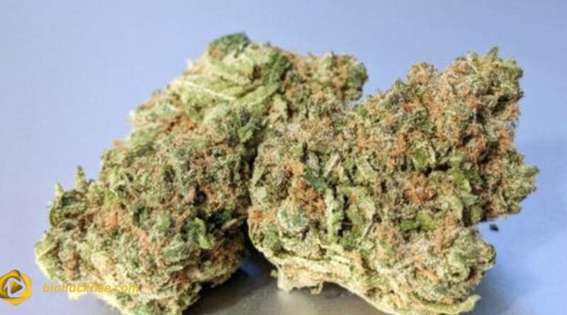 Kept Secret Strain: The Hidden Gem of the Cannabis World