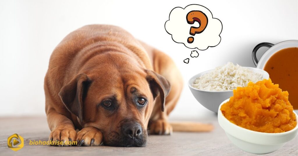 Nutrition and the Vagus Nerve What to Feed Your Dog
