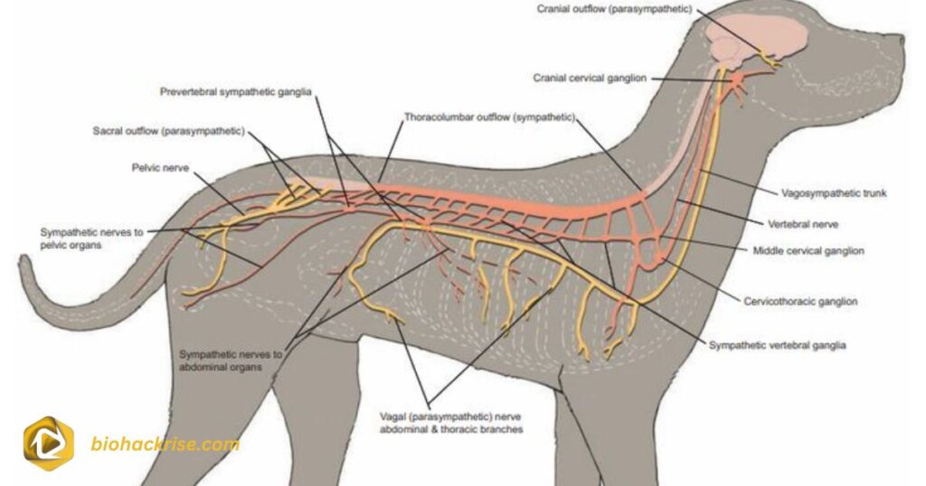 Role of the Vagus Nerve in Digestion